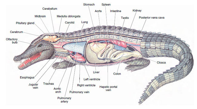 Internal structure of a male crocodile
