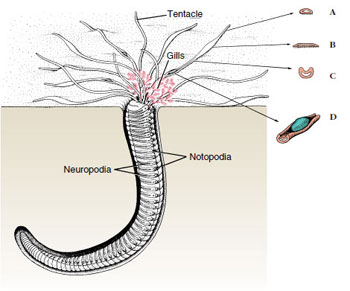 Phylum Annelida -- Polychaeta Flashcards