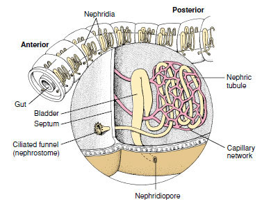 Nephridium of earthworm
