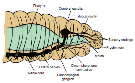 Anterior portion of earthworm