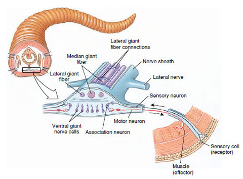 Portion of nerve cord of earthworm
