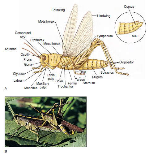 female grasshopper