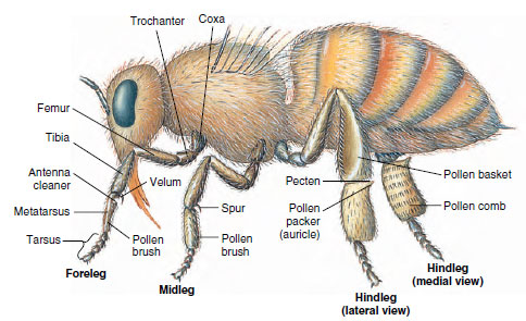 Adaptive legs of worker honey bee