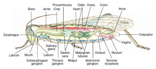 Internal structure of female grasshopper