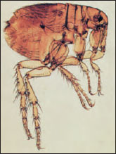 Female human flea
