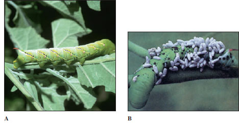 Hornworm, larval stage of a sphinx moth