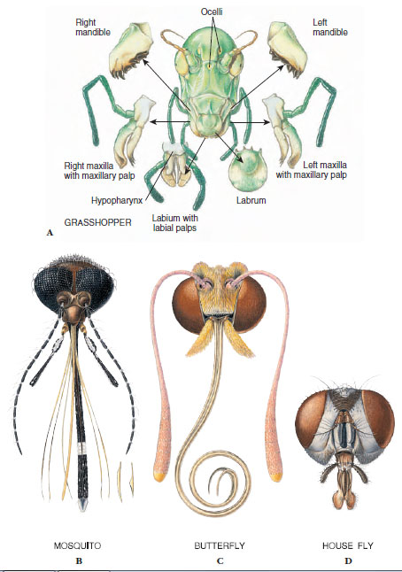 Four types of insect mouthparts