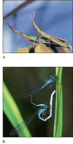 Copulation in insects