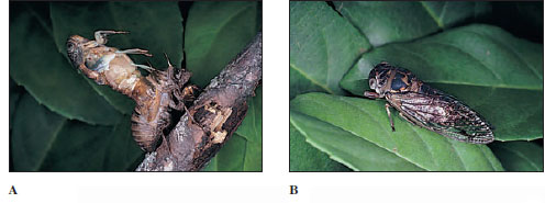 Ecdysis in a cicada