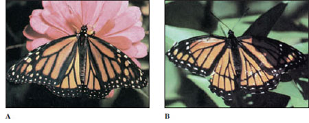 Mimicry in butterflies