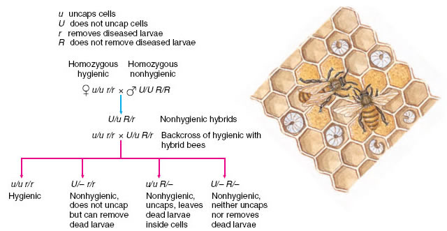 genetics of hygienic behavior in honey bees
