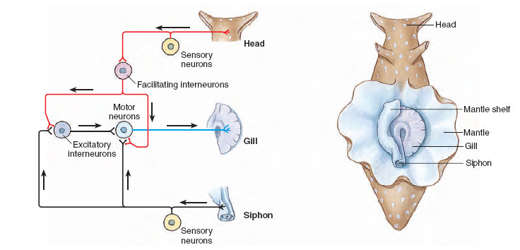 Neural circuitry