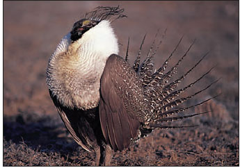 Male sage grouse, 