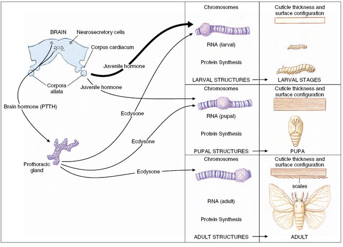 chemical coordination, mechanisms of hormone action, membrane bound receptors and the second messenger concept, nuclear receptors, invertebrate hormones, vertebrate endocrine glands and hormones, hormones of the hypothalamus and pituitary gland, hypothalamus and neurosecretion, anterior pituitary, posterior pituitary, pineal gland, brain neuropeptides, prostaglandins and cytokines, hormones of metabolism, thyroid hormones, hormonal regulation of calcium metabolism, hormones of the adrenal cortex, hormones of the adrenal medulla, insulin and glucagon from islet cells of the pancreas, growth hormone and metabolism, the newest hormone leptin