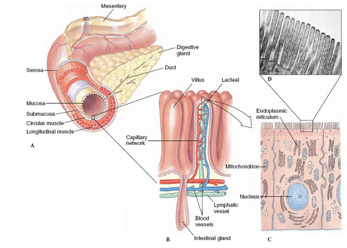 digestion and nutrition, feeding mechanisms, feeding on particulate matter, feeding on food masses, feeding on fluids, digestion, action of digestive enzymes, motility in the alimentary canal, organization and regional function of the alimentary canal, receiving region, conduction and storage region, region of grinding and early digestion, region of terminal digestion and absorption the intestine, region of water absorption and concentration of solids, regulation of food intake, regulation of digestion, nutritional requirements