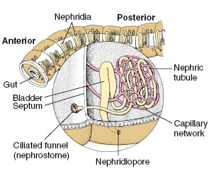 Nephridium | Invertebrate Excretory Structures | Homeostasis | Activity ...