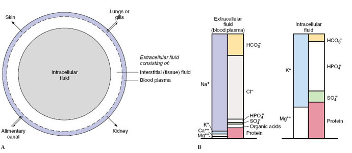 diagram intracellular extracellular body fluid compartments