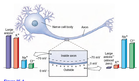 Nature of a Nerve Impulse | Neurons: Functional Units of Nervous Systems |  Nervous Coordination | Activity of Life