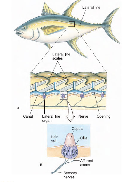 lateral line system in fishes ppt