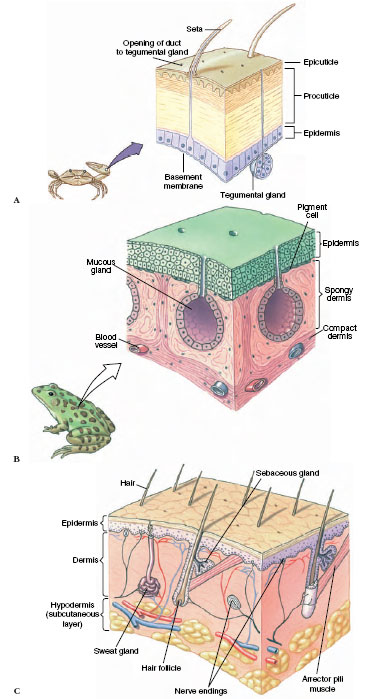 Integumentary systems of animals, showing the