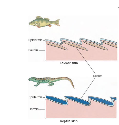 Integument of bony fishes and lizards. Bony (teleost) fishes have bony scales from dermis, and lizards have horny scales from epidermis. Thus they are not homologous structures. Dermal scales of fishes are retained throughout life. Since a new growth ring is added to each scale each year, fishery biologists use scales to tell the age of fishes. Epidermal scales of reptiles are shed periodically.