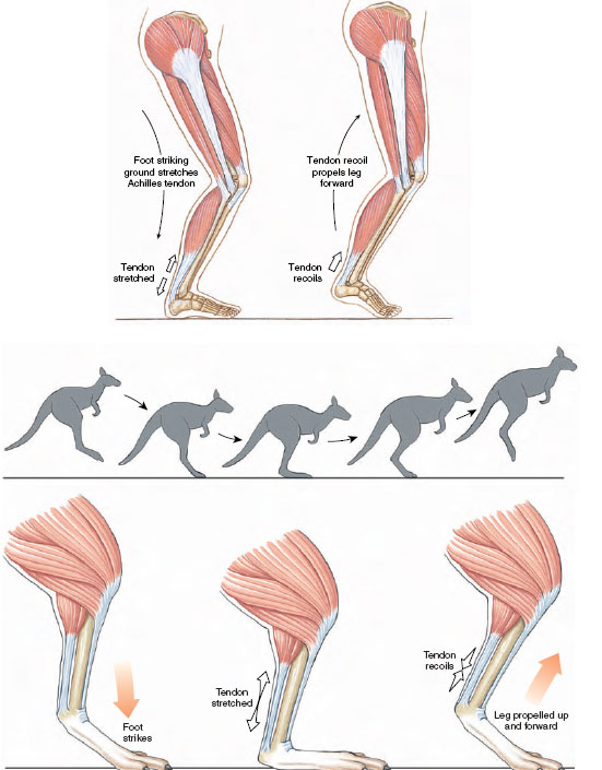 Kangaroo Elastic Energy Chart Scaling Of Elastic Strain Energy In 