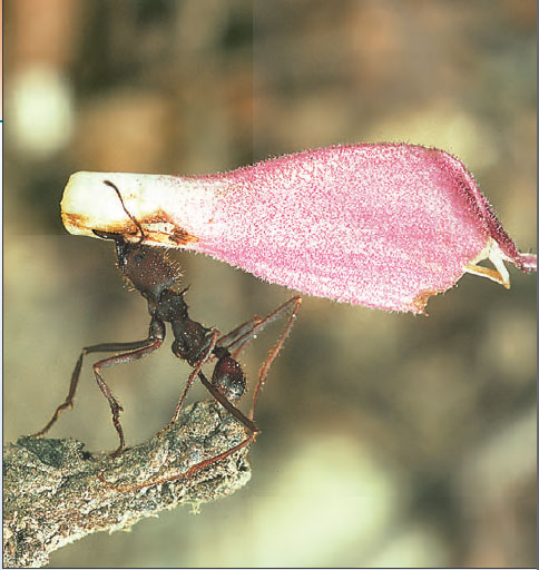 An ant carries with ease a flower petal that is heavier than the ant’s body weight 