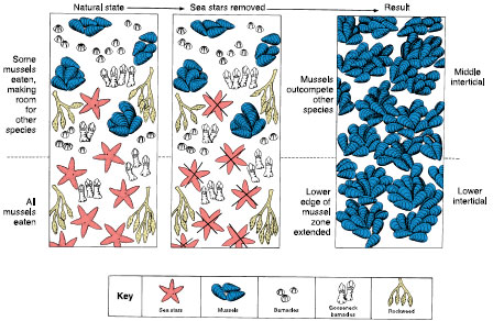 animal ecology, the hierarchy of ecology, environment and the niche, populations, population growth and intrinsic regulation, extrinsic limits to growth, exponential and logistic growth, interactions among populations in communities, competition and character displacement, predators and parasites, ecosystems, energy flow, nutrient cycles