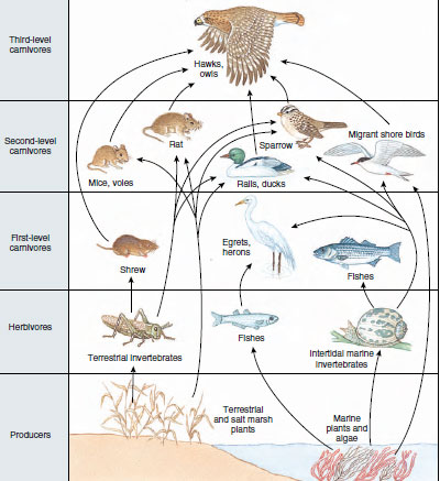 animal ecology, the hierarchy of ecology, environment and the niche, populations, population growth and intrinsic regulation, extrinsic limits to growth, exponential and logistic growth, interactions among populations in communities, competition and character displacement, predators and parasites, ecosystems, energy flow, nutrient cycles