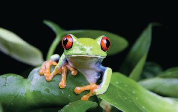 A flash of the red-eyed tree frog’s large red eyes can surprise predators, and give it time to escape