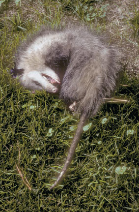The opossum keeps predators away by curling up and playing dead. This pretend act is the reason for the phrase “playing possum,” which means to fake being dead