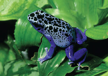 The colorful, tiny poison dart frog can excrete poison from its skin when threatened