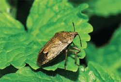If disturbed, stink bugs—like this spined stink bug—emit a strong almond smell that is offensive to many animals