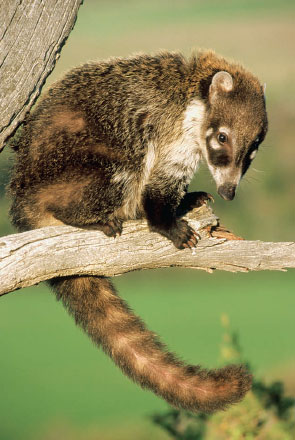 A coati will use its front paws to roll up poisonous millipedes, an action that gets rid of the defensive chemicals millipedes may release
