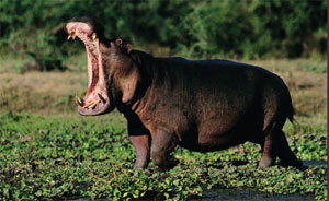 The sharp tusks of a hippopotamus can be used as a weapon. Here, a hippo marks its territory by opening its mouth—a behavior seen mainly  during mating season