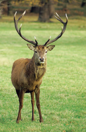 Horns and Antlers | Fighting back | Animal Defense Mechanism