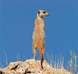 This meerkat in the Kalahari Desert of South Africa stands guard atop a rock, ready to call out a warning if predators approach