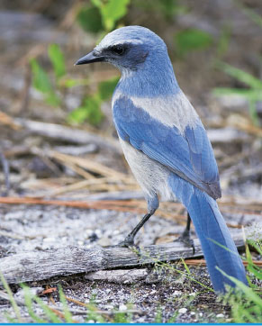 One Florida scrub jay will look for predators while the family group eats
