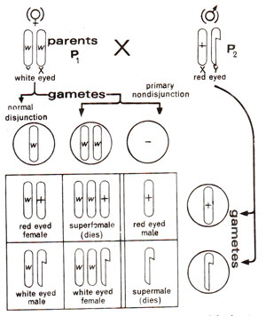 chromosome nondisjunction