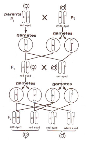 A study on drosophila and their patterns of inheritance