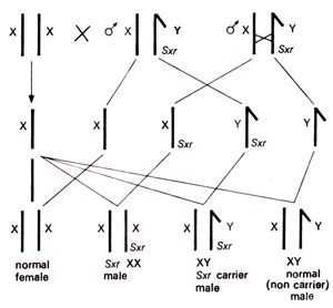 xx xy anatomy