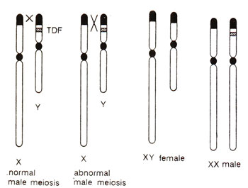 xx xy anatomy