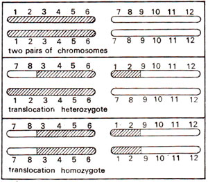 Budowa chromosomu heterozygoty translokacyjnej i homozygoty translokacyjnej