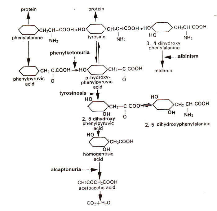 Фенилаланин биохимия. Фенилкетонурия биохимия. Метаболизм биохимия. Фенилаланин с формальдегидом. Фенилаланин + этанол.
