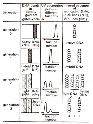semiconservative dna replication experiment