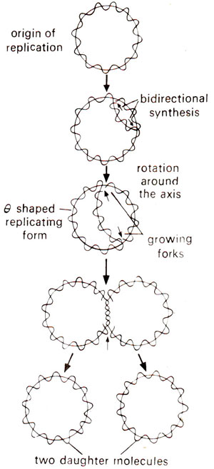 Models Of Dna Replication