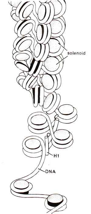 Solenoid model | Organization of Genetic Material Packaging of DNA as ...