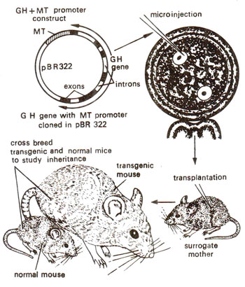 Gene transfer (transfection) methods in animals | Genetic Engineering and  Biotechnology Gene Transfer Methods and Transgenic Organisms