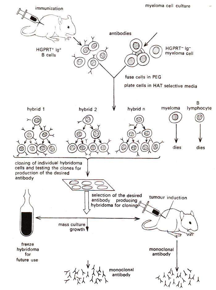 antibody production steps