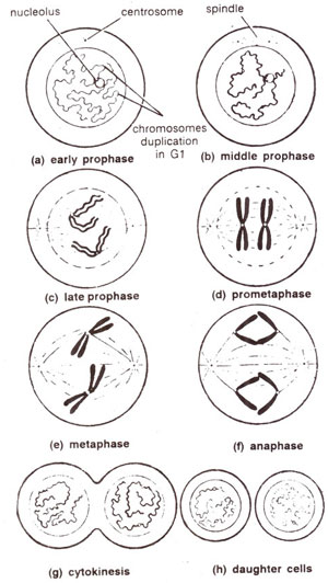 somatic cells mitosis